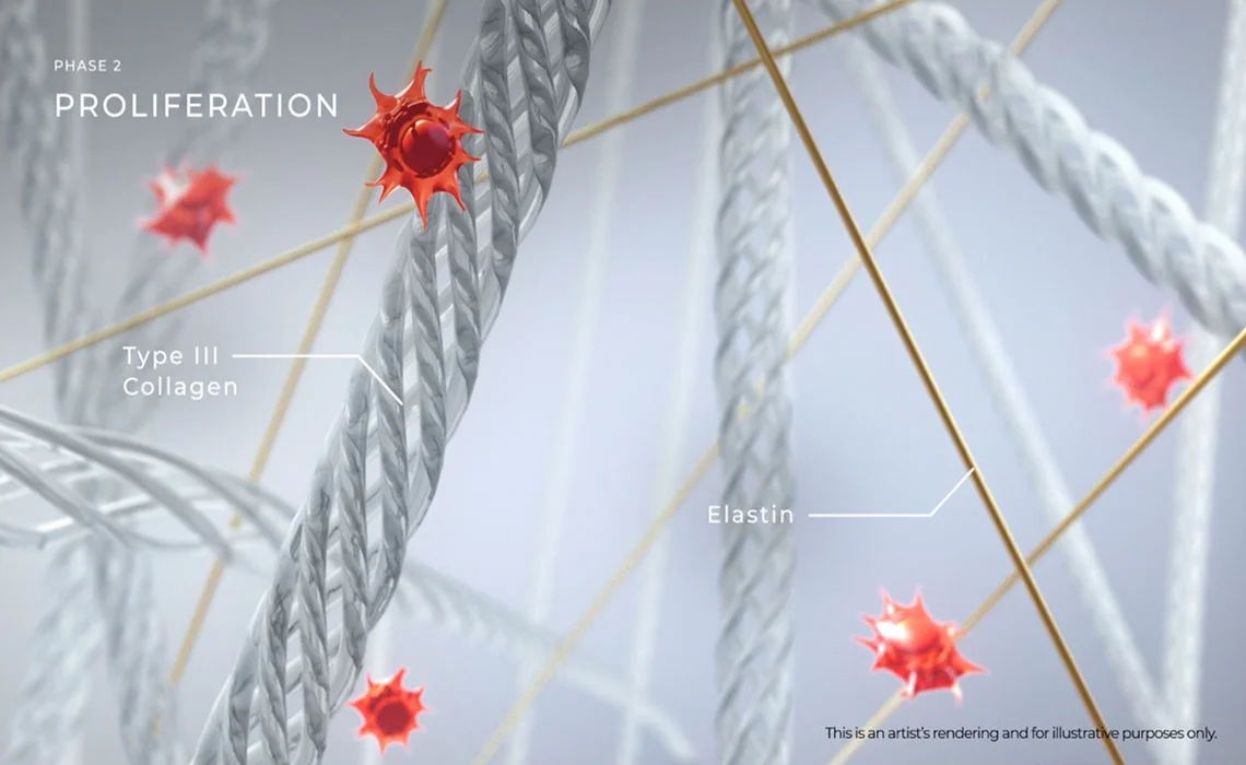 phase-2-collagen-and-elastin-formation